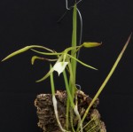 Brassavola nodosa 5.jpg