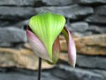 Paph.a.jpg