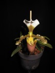 paph.barbigerum  (2).JPG