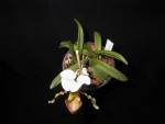 paph.barbigerum .JPG