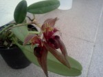 Bulbophyllum_pingtungense.jpg