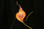 IMG_3319 Masdevallia princeps.jpg