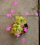 Pinguicula Sethos_b_resize.jpg