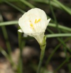 Narcissus cantabricus foliosus_b_resize.jpg