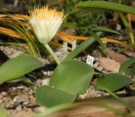 Haemanthus sp. Ratelkloof_a_resize.jpg