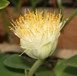 Haemanthus sp. Ratelkloof_c_resize.jpg