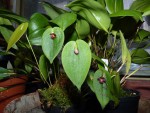 Pleurothallis sphaerantha 10.JPG