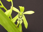 Coelogyne pandurata 1.jpg