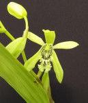 Coelogyne pandurata 2.jpg