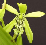 Coelogyne pandurata 3.jpg