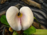 Paph.spicerianum.jpg