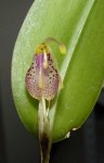 Restrepia muscifera.JPG