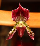 Paphiopedilum.jpg