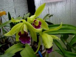 orchideje 525.jpg