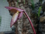 Paph..jpg