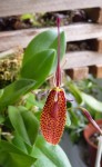 Restrepia guttulata.JPG