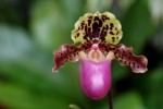 2521_Paphiopedilum henryanum.JPG