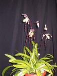 Paphiopedilum philipinense (2).JPG