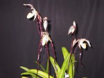 Paphiopedilum philipinense.JPG