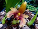 Bulbophyllum sumatranum.jpg