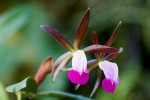 Cattleya dormaniana-forum.jpg