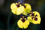 Oncidium varicosum var. Baldin-forum.jpg