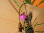DSCN5361.JPG
