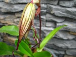 paph1.jpg