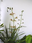 Cymbidium erythraeum 10.JPG