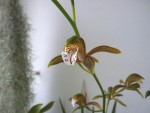 Cymbidium erythraeum 11.JPG