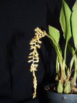 Dendrochilum glumaceum 04.JPG