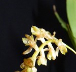 Dendrochilum glumaceum 07.JPG