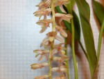 Dendrochilum bicallosum.JPG