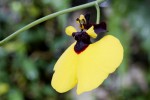 Oncidium varicosum var. Baldin-forum.jpg