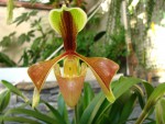 Paph.villosum.jpg