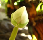 Paph..jpg