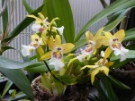 orchideje 582.jpg