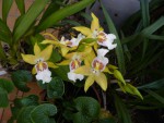 orchideje 565.jpg