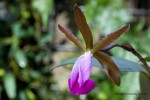 Cattleya dormaniana-forum.jpg