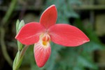 Phragmipedium besseae-forum.jpg