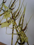 Brassia 1.jpg