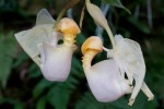 Coryanthes boyi-forum..jpg