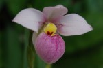 Phragmipedium schlimii.jpg