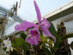 Cattleya maxima R..JPG