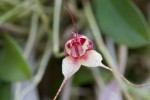 Masdevallia nidifica-forum.jpg