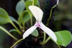 Masdevallia setacea-forum..jpg