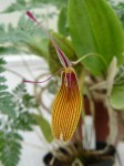 Restrepia brachypus R..JPG