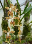 Odontoglossum schillerianum R..JPG