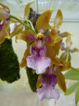 Odontoglossum wyattianum R..JPG