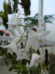 Laelia albida R..JPG